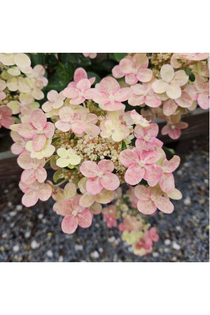 Декоративная гортензия Полестар